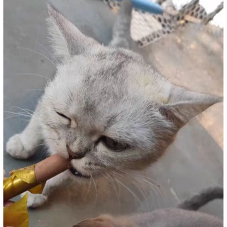 🐱🐶 Xúc Xích Cho Cún Mèo
