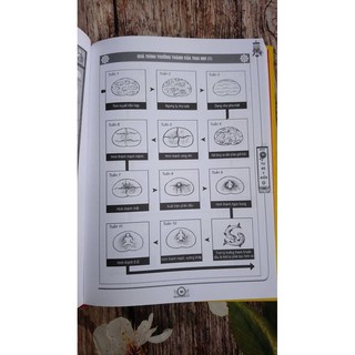 Sách - Combo Trọn Bộ Tứ Bộ Y Điển ( 2 Tập,Lẻ, Tùy Chọn)