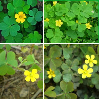 hạt giống cỏ ba lá gói 200 hạt