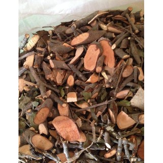 Tầm gửi cây gạo