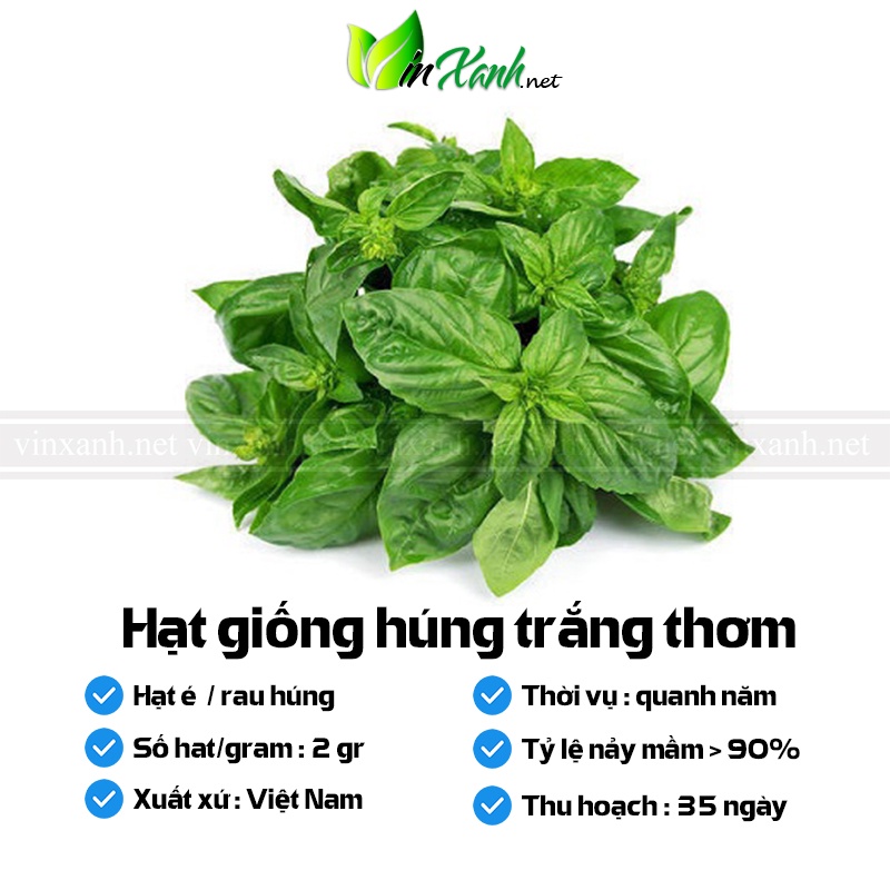 Hạt giống rau húng trắng / é trắng thơm - NGUYÊN GÓI hàng Công ty tuyển chọn tỷ lệ nảy mầm cao