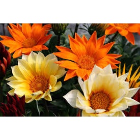 [Gói 150 hạt] Hạt Giống Hoa Cúc Huân Chương F1-Dễ trồng-Hoa nở đẹp
