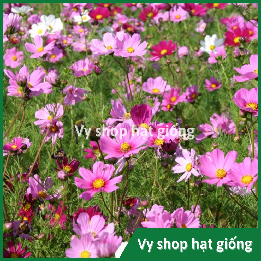 100gr hạt giống sao nhái  mix 18 màu - khoảng 10.000 hạt