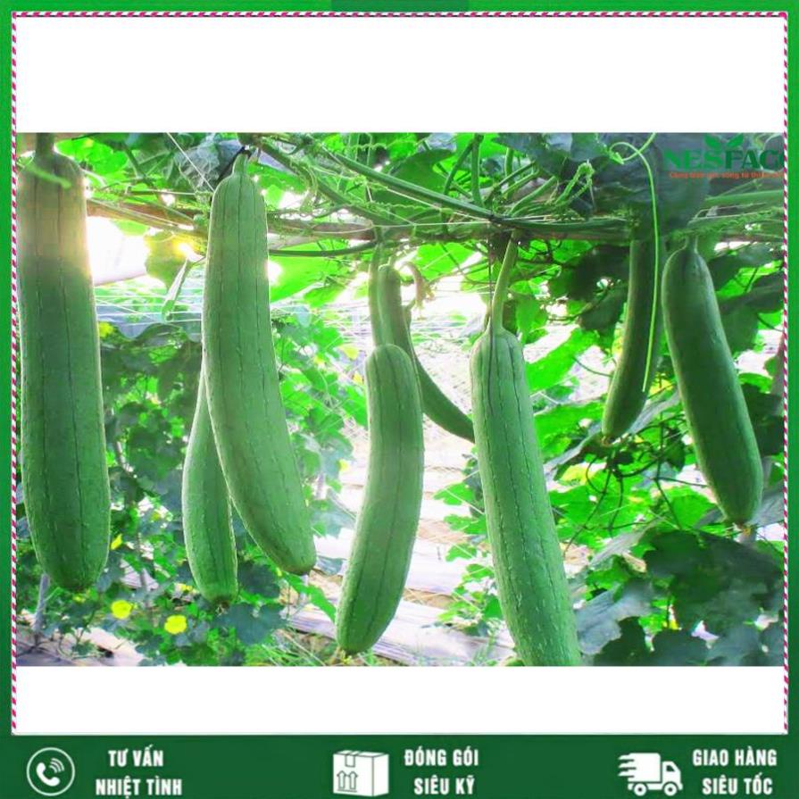 Hạt giông Mướp Hương 2g, Loại rất thơm Nhất Việt