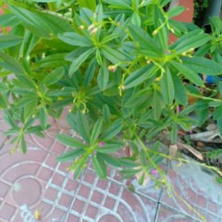 6 cây giống sâm đất( thổ sâm)cao hơn30cm