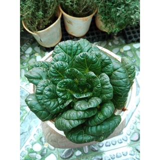 Cây Cải Thìa Hoa Hồng dinh dưỡng cao JUN GARDEN