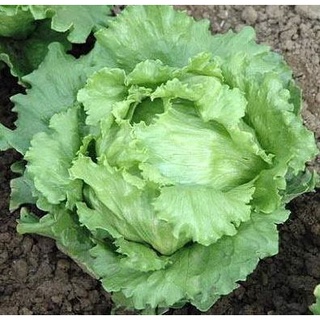 500 hạt giống xà lách búp mỹ - iceberg lettuce- xà lách cuộn