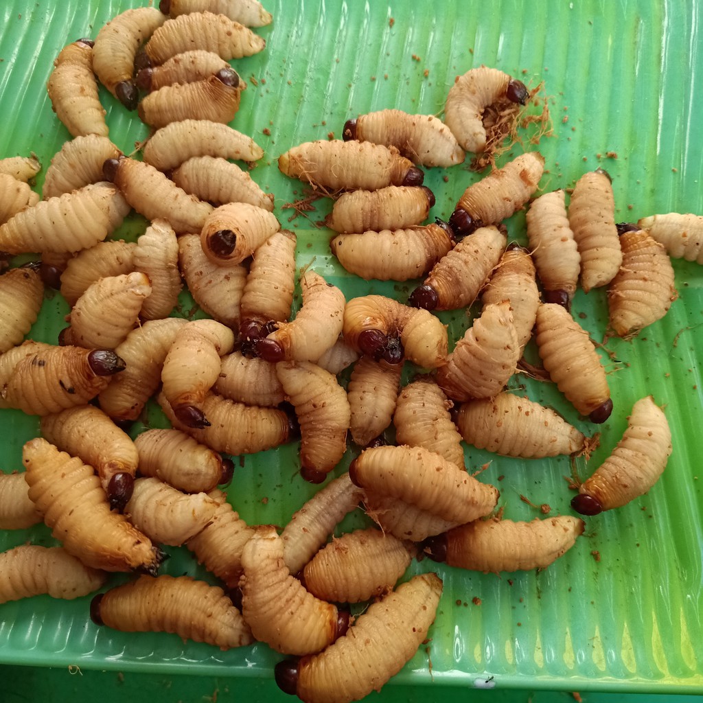 Đuông dừa (60con/335k)