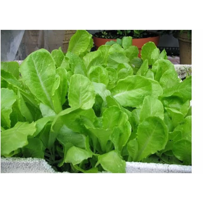 Phân bón DAP Hàn Quốc (loại hạt đen) 1kg