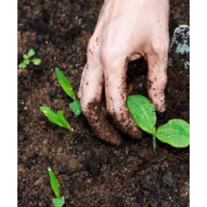 1kg đất sạch trồng cây dinh dưỡng cao