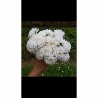 Mười giờ Thái kép mix nhiều màu ( 27màu )