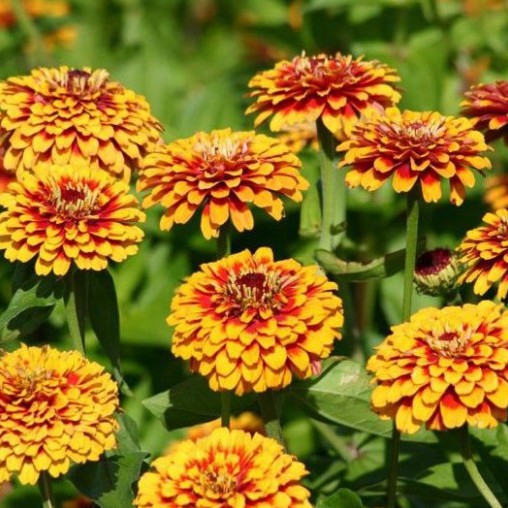 Hạt Giống Hoa Cúc Lá Nhám (gói 150 hạt, tặng phân)