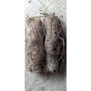 (1kg)KHOAI MỠ TÍM
