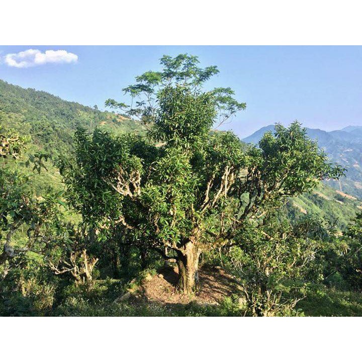 Chè sạch Tấn Xà Phìn