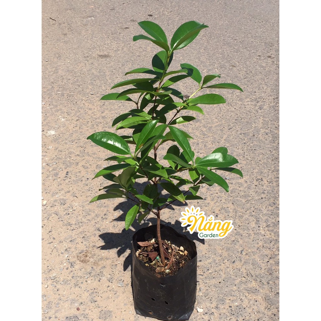 CHERRY NHIỆT ĐỚI siêu đẹp (ảnh thật )