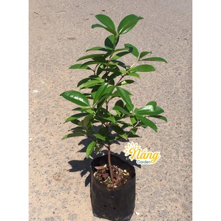 CHERRY NHIỆT ĐỚI siêu đẹp (ảnh thật )