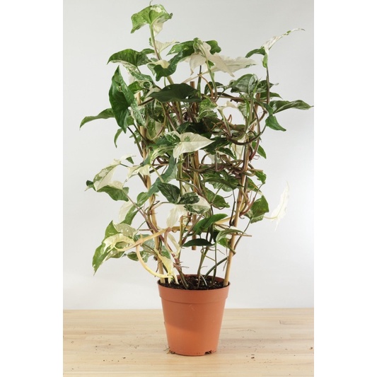 Cây trầu bà syngonium podophyllum albo var trắng 2 gốc - không kèm chậu