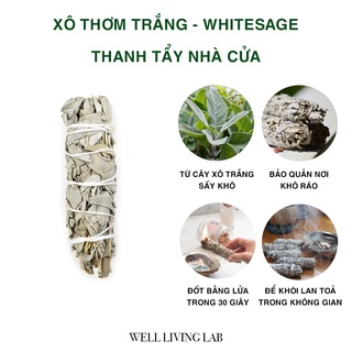 Xô thơm trắng - California White Sage - Dùng thanh tẩy