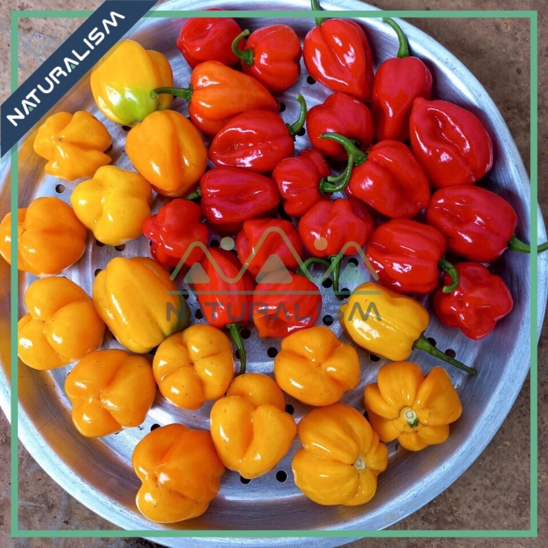Quả Trái ớt Habanero chín già để lấy hạt làm giống