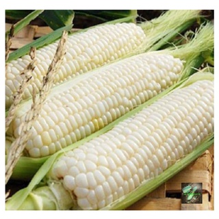 [Seeds] Hạt giống bắp nếp nù RD535, đóng gói 100gr