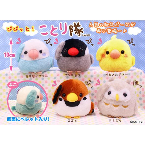 Kotori Tai Pipitto Chim Gấu Bông Nhật Amuse Authentic