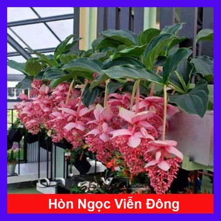 Hòn Ngọc Viễn Đông - cây cảnh để bàn