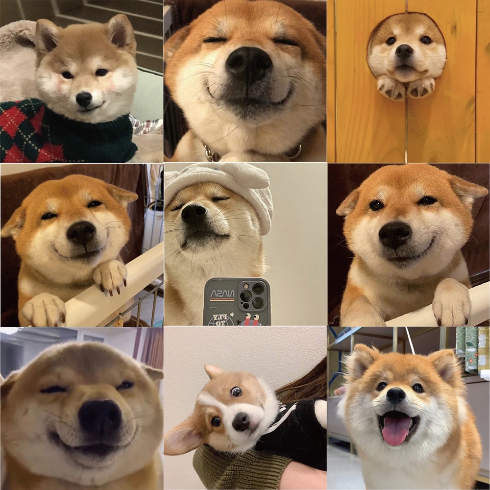 Nhãn Dán Trang Trí Hình Chú Chó Shiba Inu Akita Dễ Thương