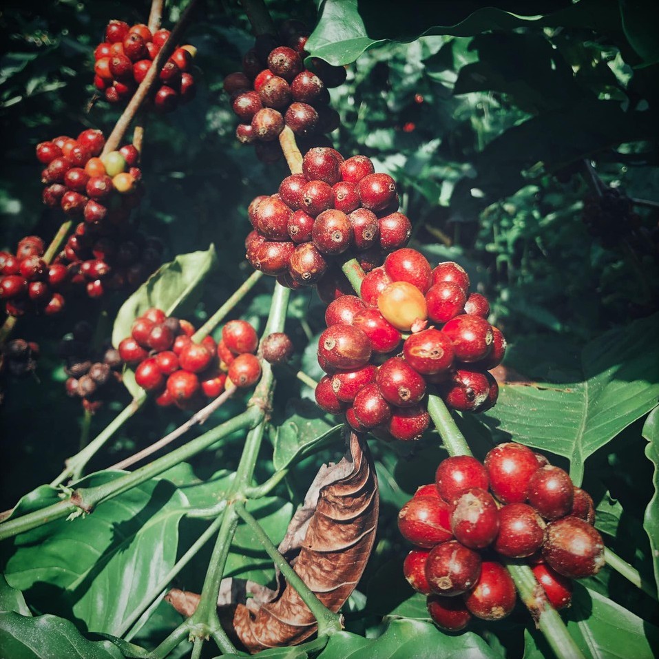 Coffee phin giấy arabica nguyên chất rang xay EARLY MORNING, cà phê phin túi lọc túi 10 gói | BigBuy360 - bigbuy360.vn