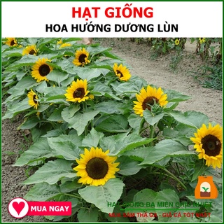 Hạt Giống Hướng Dương Lùn, Hoa Lớn