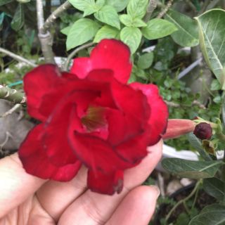 CÂY SỨ THÁI (hoa đẹp, nhiều loại)