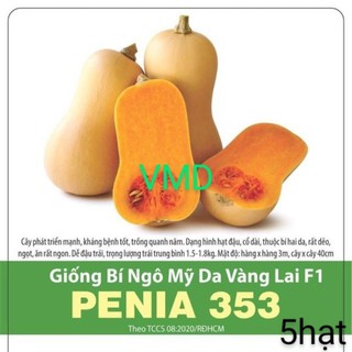 Hạt giống bí ngô mỹ da vàng