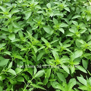 Hạt giống Lá É (RD189) gói 5gr - Rất dễ trồng