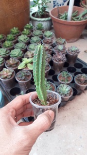 Xương rồng mủ đục