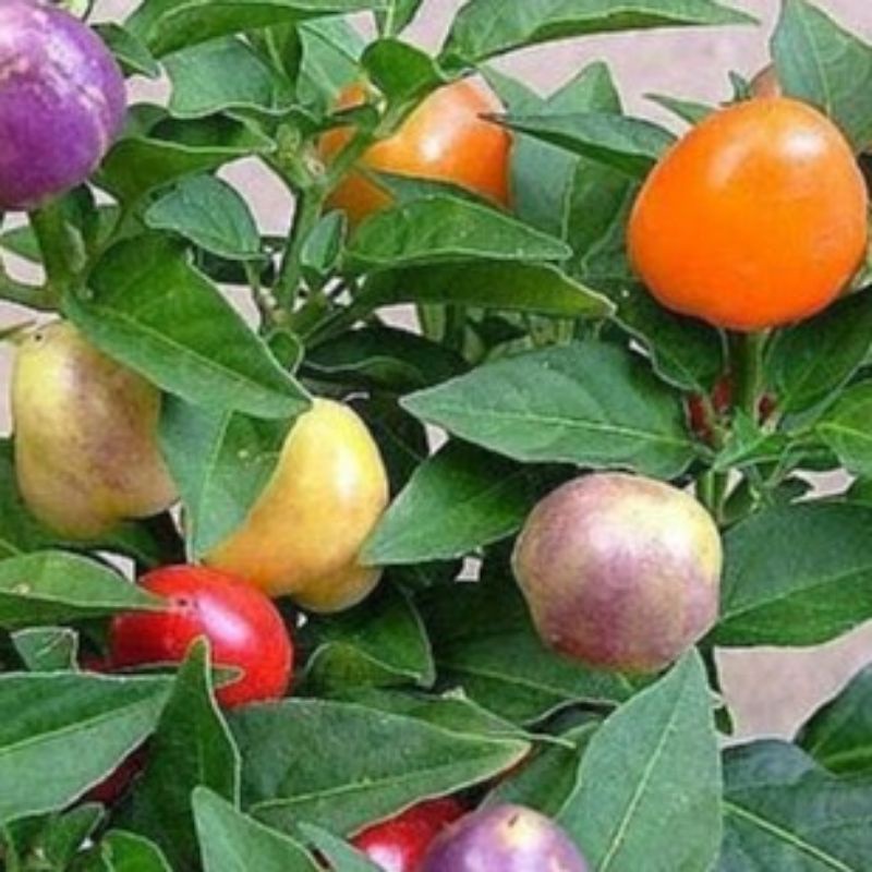 Cây giống ớt ngủ sắc đang trái