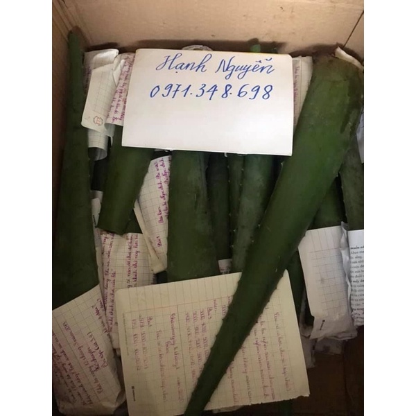 1 kg Bẹ/ lá nha đam Mỹ siêu to