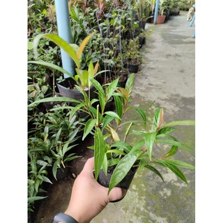 Chậu cây hoàn ngọc đỏ - Chỉ giao hỏa tốc 3h