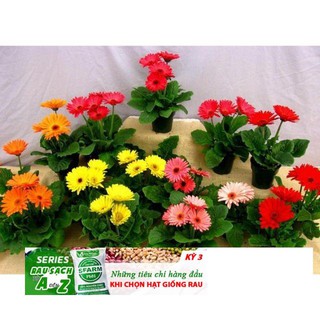 Hạt Giống Hoa đồng tiền Mix 100 Hạt/ GóI