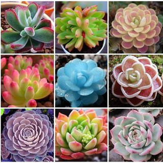 Hạt giống sen đá mix màu ( 200 hạt )