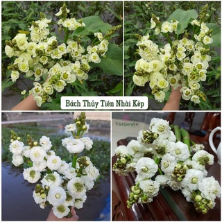 Combo 3 Cây hoa bách thủy tiên kép