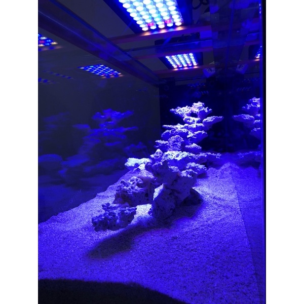 ĐÁ SAN HÔ - SETUP LAYOUT BỂ CÁ BIỂN