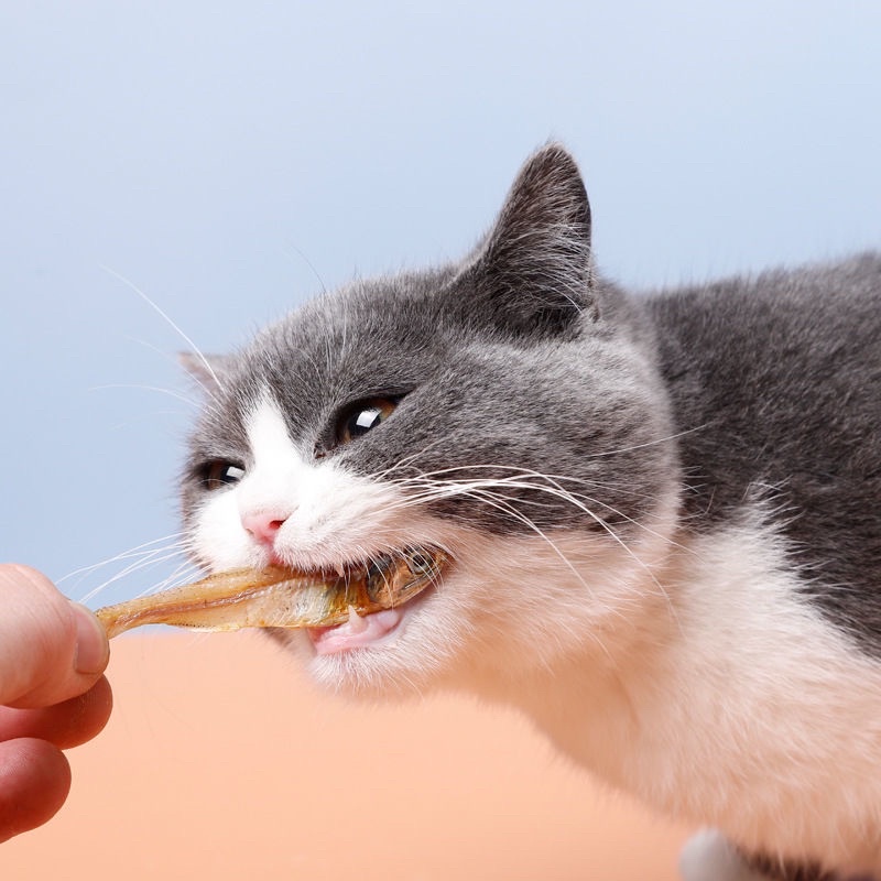 cá khô sấy cho chó, mèo, hamster, sóc