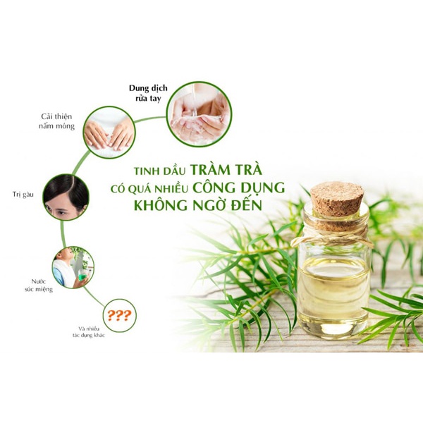 Tinh dầu tràm Huế nguyên chất - Ngũ cốc lợi sữa Nhà Cừu