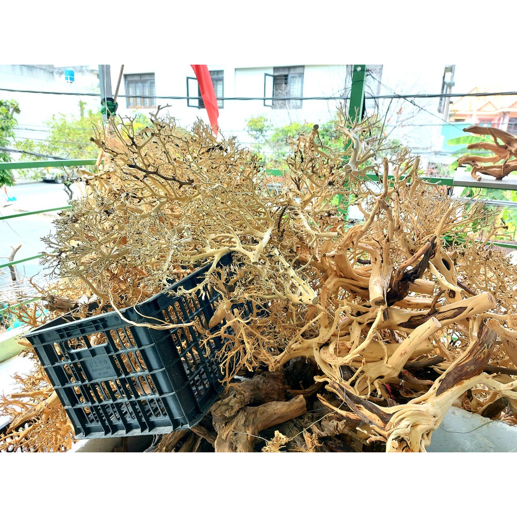 Lũa xương trùm, tán quýt dùng để tạo lũa dáng bonsai cho Bể Thuỷ Sinh, Bể Cá - 100g
