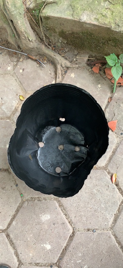 1kg TÚI BẦU ƯƠM CÂY GIỐNG (15x13cm)