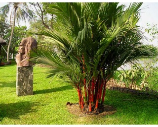 Cây cao đỏ phong thủy