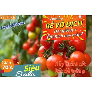 Hạt giống cà chua bi chùm (gói 10 hạt) - [Combo rẻ vô địch HẠT GIỐNG + BỘT KÍCH NẢY MẦM]