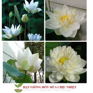 Hạt giống hoa sen trắng - 4 hạt đến mùa trồng tết