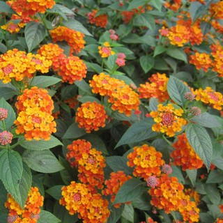 Chậu cây lá gấm Sunset Bells size chậu C6 giao cây khỏe đang hoa hoặc sắp hoa