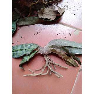 Hoa lan hài jacky bóc rừng