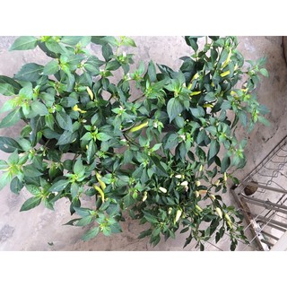 Cây ớt giống